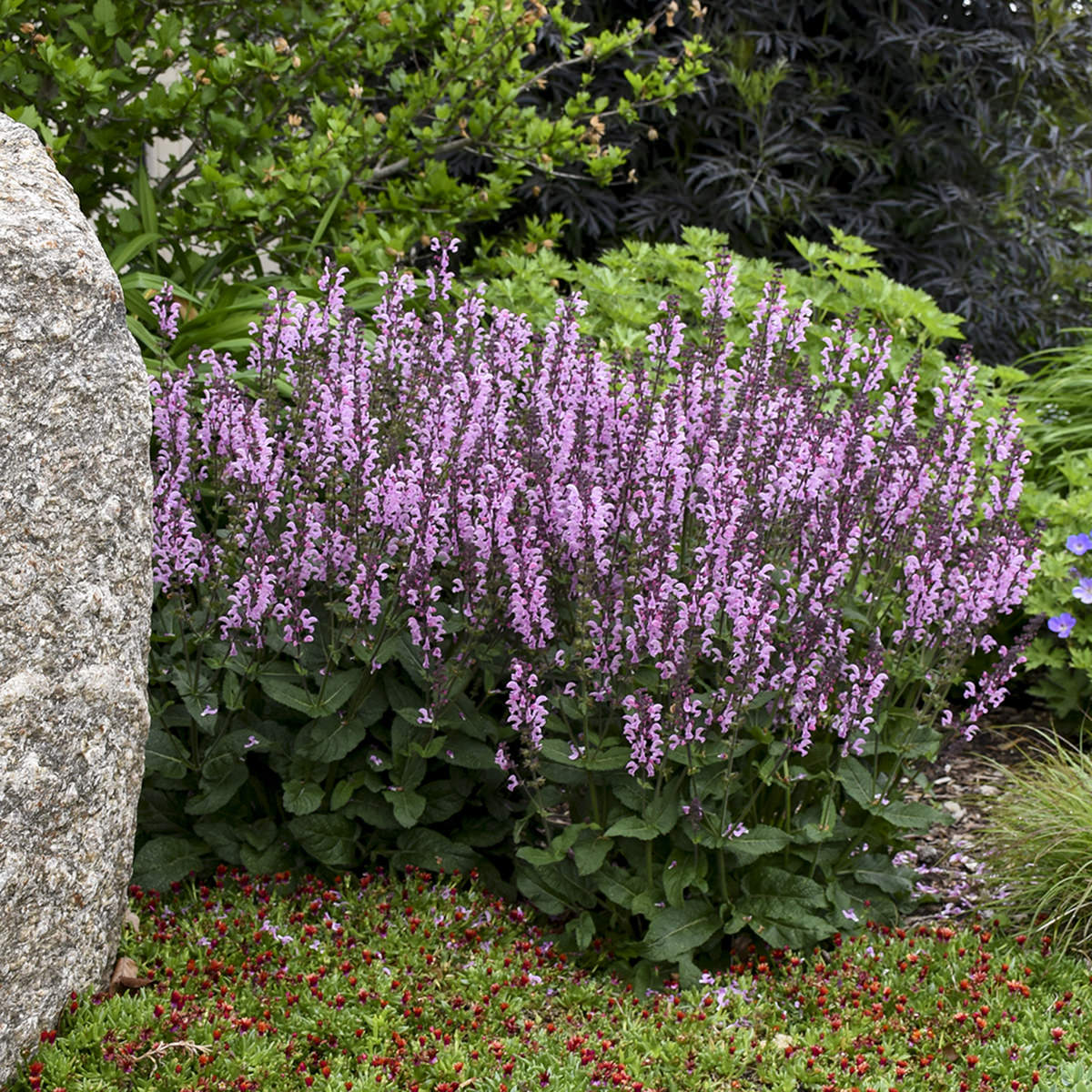 Color Spires® 'Pink Dawn' Perennial Salvia - Photo Courtesy of Proven Winners, Inc.