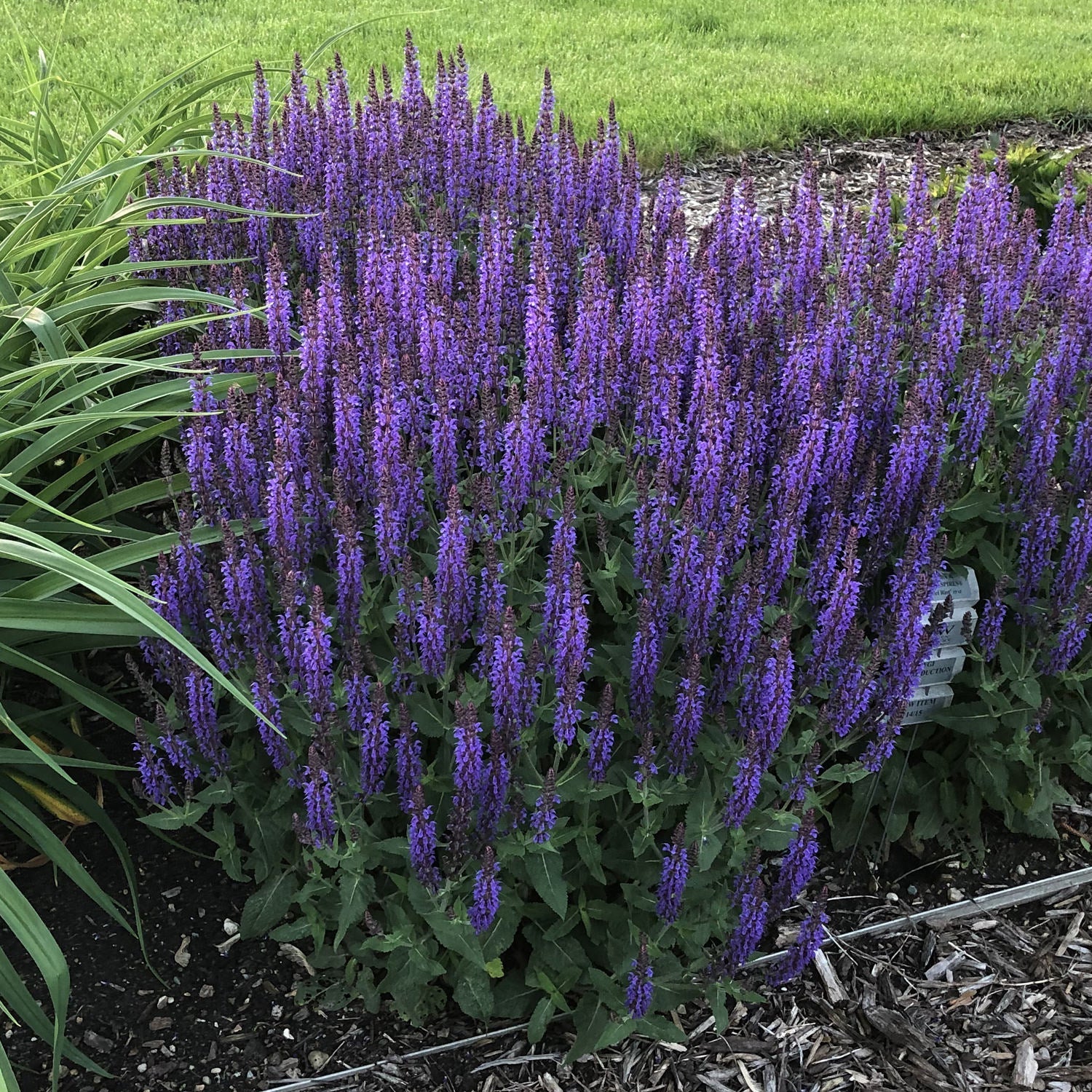 A dense cluster of Color Spires® 'Violet Riot' Perennial Salvia with vibrant purple blooms, thrives in a mulched garden bed bordered by green grass and leafy plants - Photo Property of Garden Crossings LLC.