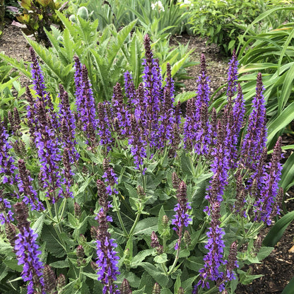 Color Spires® 'Violet Riot' Perennial Salvia displays tall violet blooms and green leaves, growing densely with other plants. - Photo Property of Garden Crossings LLC.