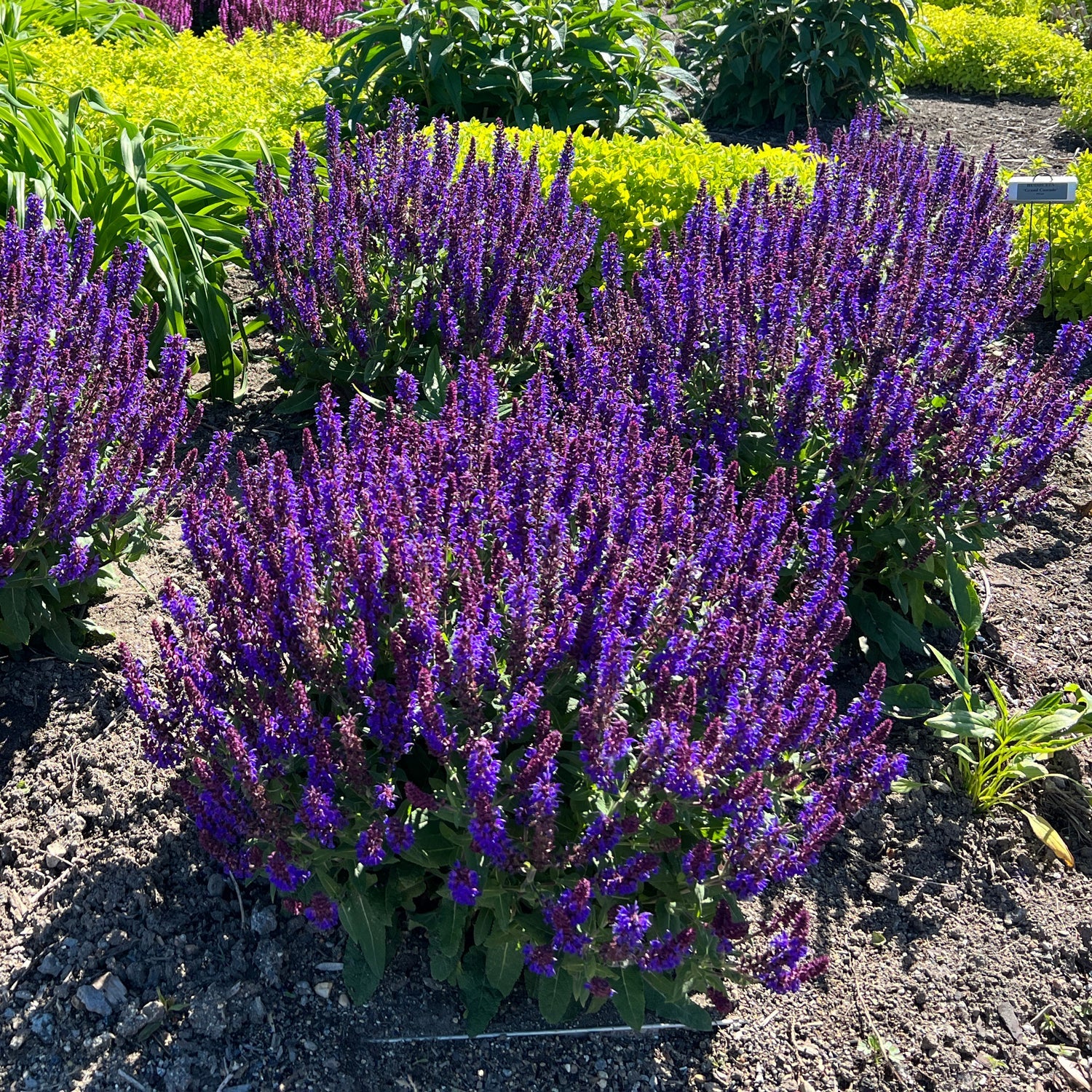 Color Spires® 'Violet Riot' Perennial Salvia, a drought-tolerant perennial, displays clusters of vibrant violet blooms among lush green leaves and yellow-flowered plants, all brightly illuminated by sunlight - Photo Property of Garden Crossings LLC.
