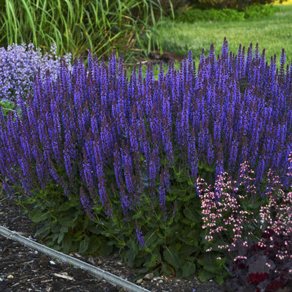 A dense cluster of Color Spires® 'Violet Riot' Perennial Salvia blooms with vibrant purple flowers, surrounded by green foliage and other pink and pale lavender blooms - Photo Courtesy of Proven Winners, Inc.