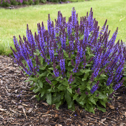 Color Spires® 'Violet Riot' Perennial Salvia features bushy growth and tall spikes of deep purple-blue flowers in a mulched bed and brings electric color to the landscape - Photo Courtesy of Proven Winners, Inc.