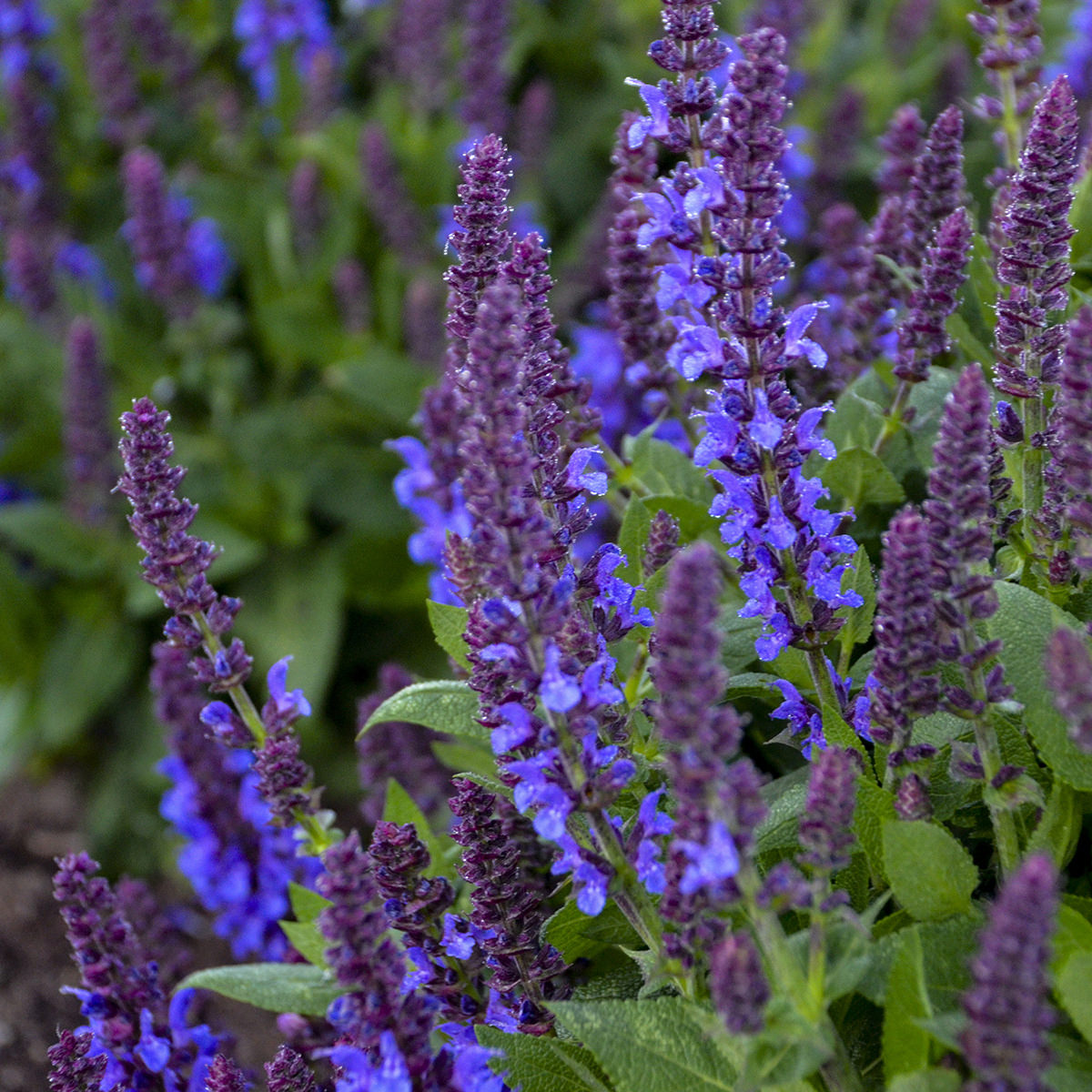 Close-up of Color Spires® 'Violet Riot' Perennial Salvia with tall, spiky violet clusters and lush green leaves, blooming densely in garden beds for a vibrant display - Photo Courtesy of Proven Winners, Inc.