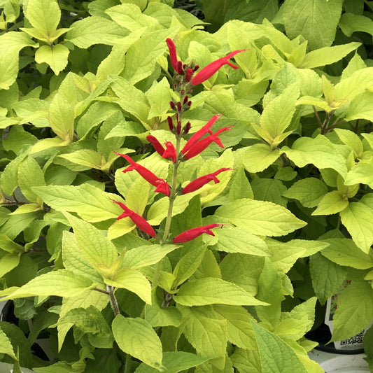 With its striking golden leaves and tall stalks adorned with vibrant red tubular flowers, 'Golden Delicious' Golden Leaved Pineapple Sage (Salvia) is a deer-resistant annual that stands out among other green foliage. - Photo Property of Garden Crossings LLC
