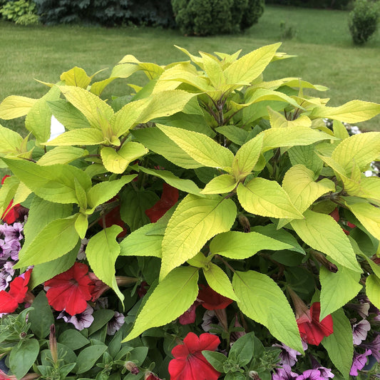 Golden Delicious' Golden Leaved Pineapple Sage (Salvia) offers bright green, pointed leaves above red and pink petunias, creating a lush, deer-resistant garden display against a backdrop of lawn and shrubs. - Photo Property of Garden Crossings LLC