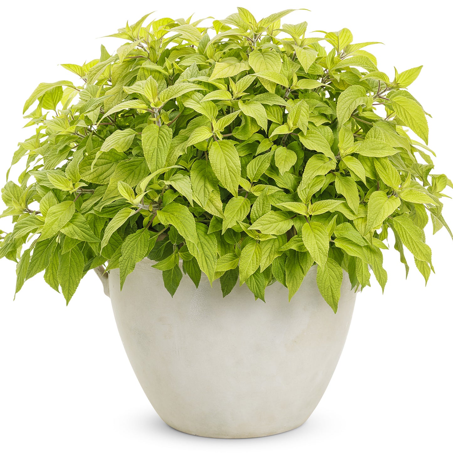 Golden Delicious' Golden Leaved Pineapple Sage (Salvia) - Photo Courtesy of Proven Winners, Inc.