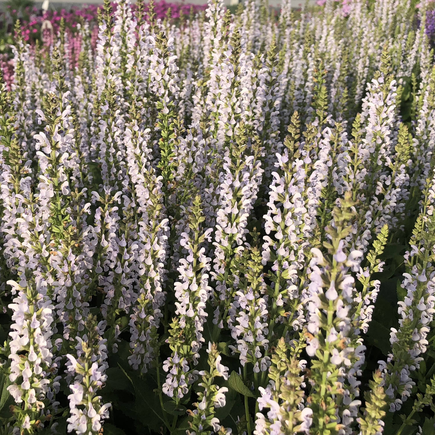 Perfect Profusion' Perennial Salvia - Photo Property of Garden Crossings LLC