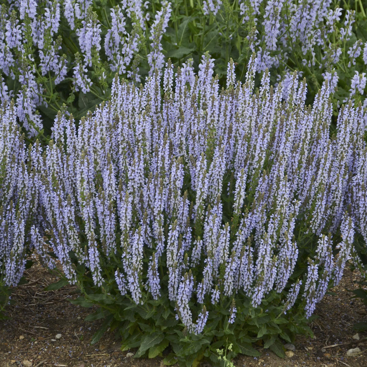 Perfect Profusion' Perennial Salvia - Photo Courtesy of Proven Winners, Inc.