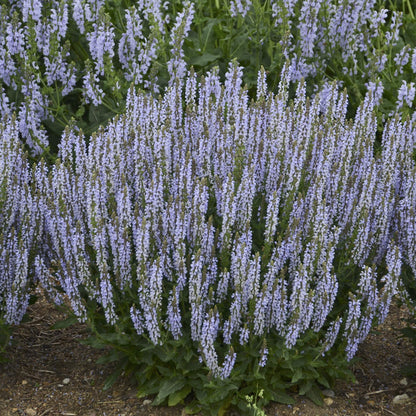 Perfect Profusion' Perennial Salvia - Photo Courtesy of Proven Winners, Inc.