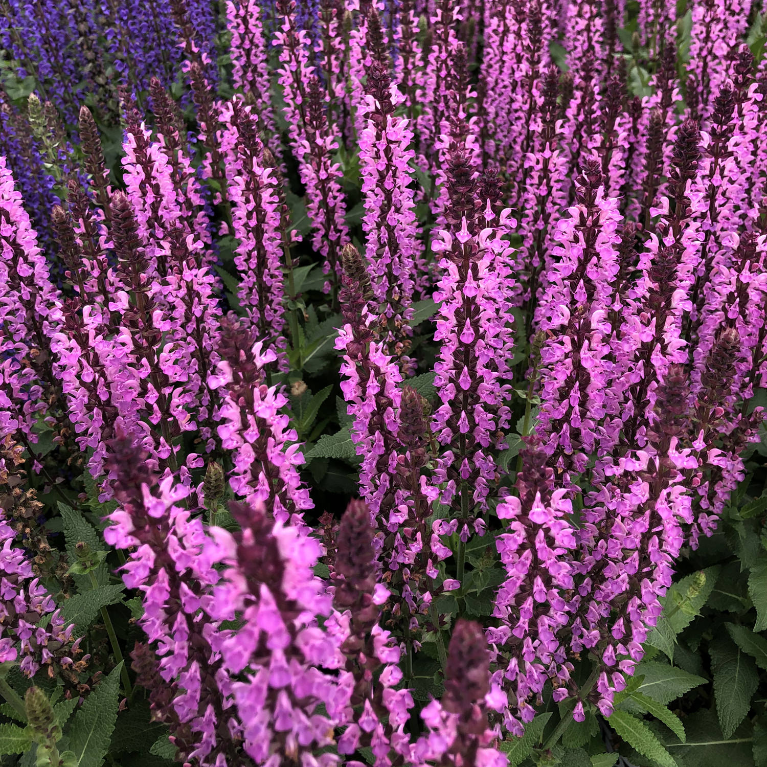 Top-down view of 'Pink Profusion' Perennial Salvia with tall spikes of vibrant purple and pink flowers packed among green leaves, creating a dense, colorful display all season from this reblooming perennial - Photo Property of Garden Crossings LLC.