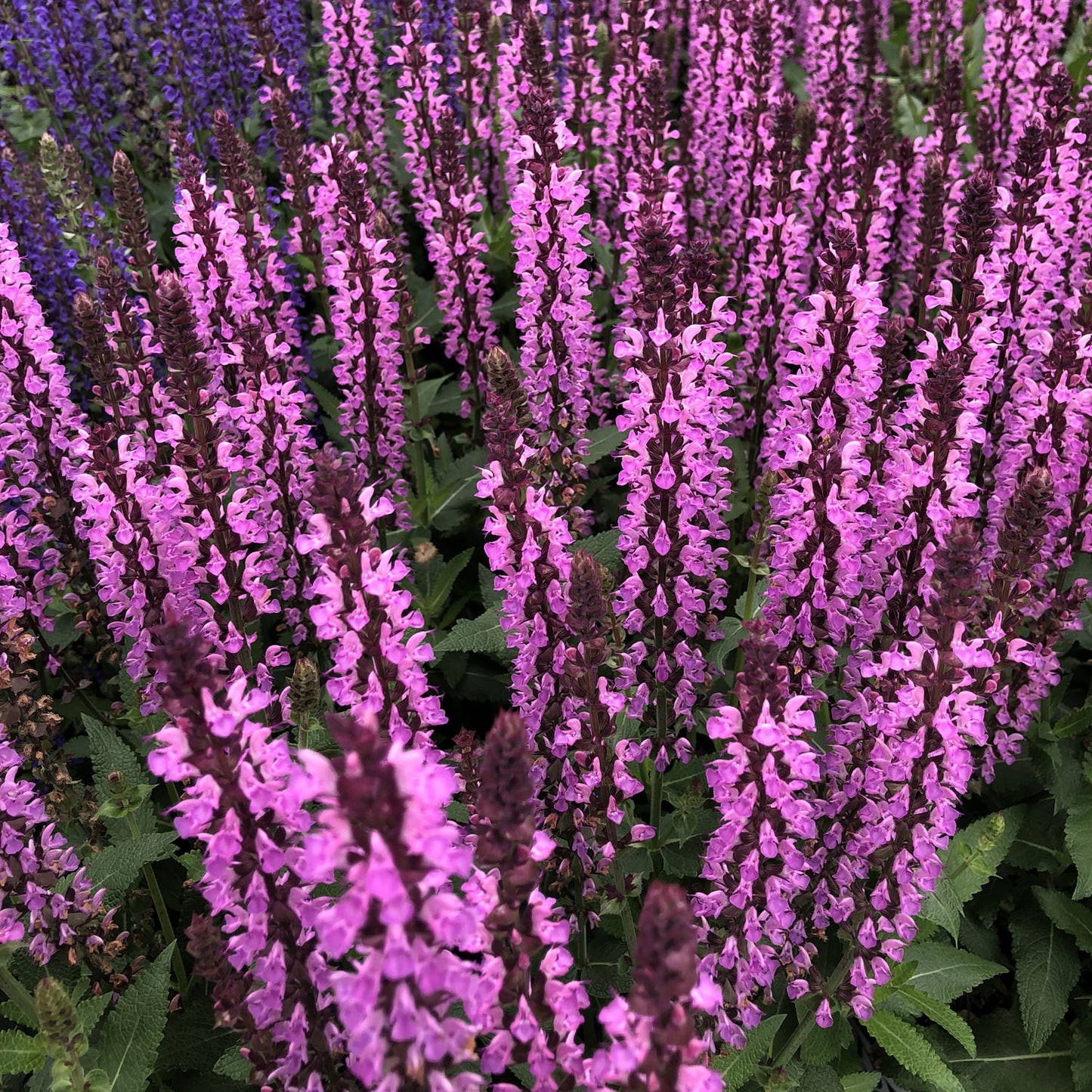 Pink Profusion' Perennial Salvia - Photo Property of Garden Crossings LLC