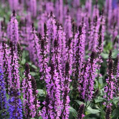 Pink Profusion' Perennial Salvia - Photo Property of Garden Crossings LLC