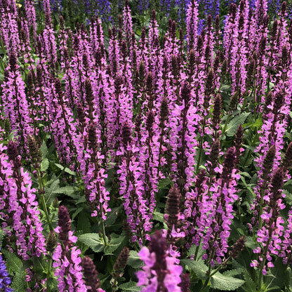 Pink Profusion' Perennial Salvia - Photo Property of Garden Crossings LLC