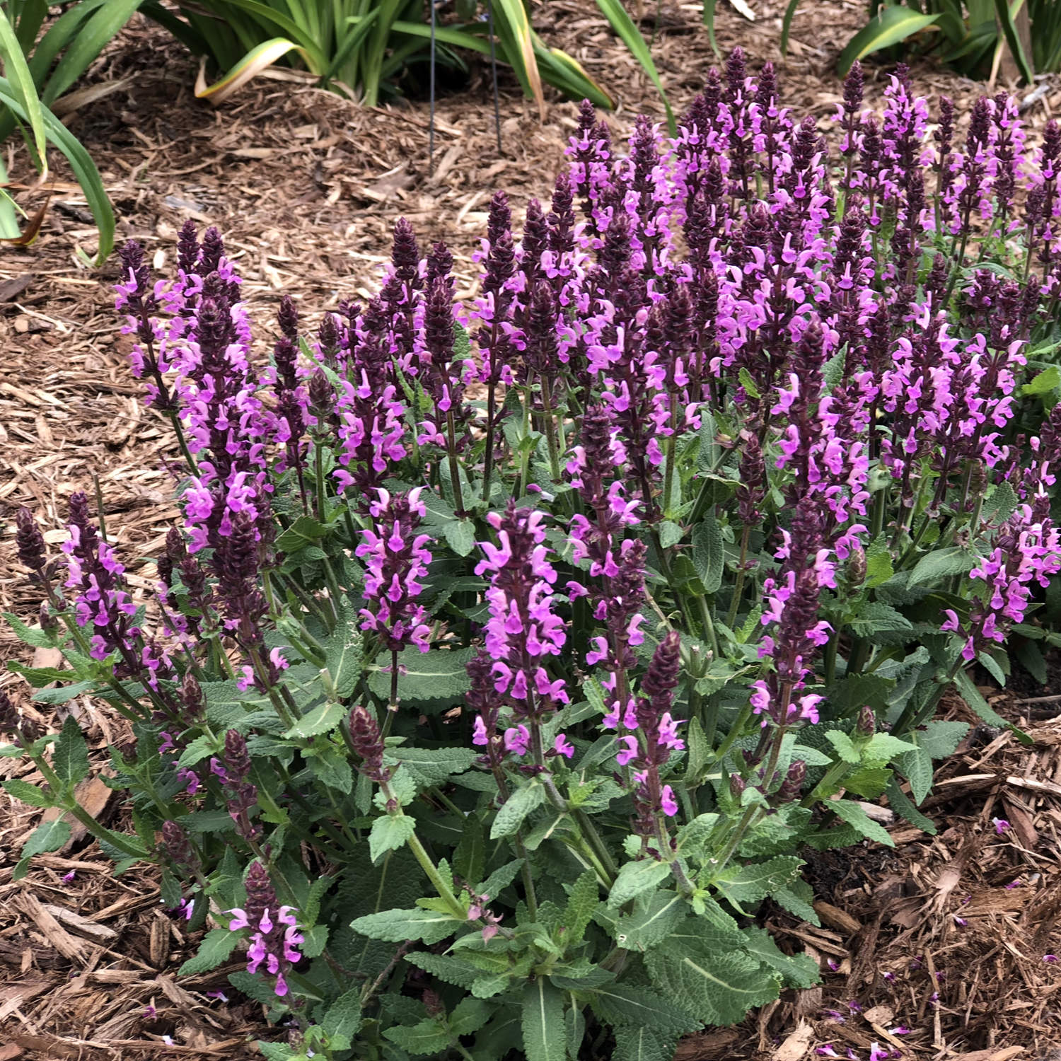 Pink Profusion' Perennial Salvia - Photo Property of Garden Crossings LLC