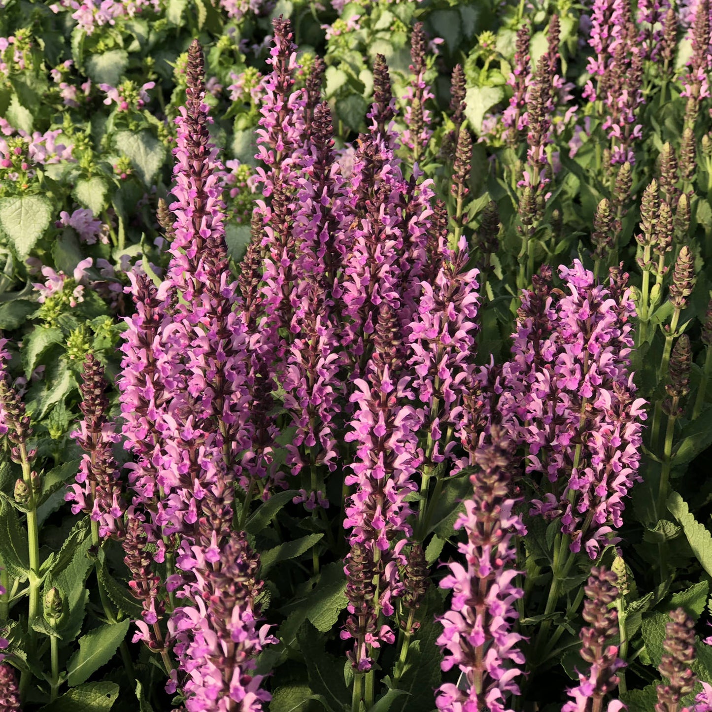 Pink Profusion' Perennial Salvia - Photo Property of Garden Crossings LLC