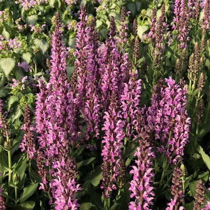 Pink Profusion' Perennial Salvia - Photo Property of Garden Crossings LLC