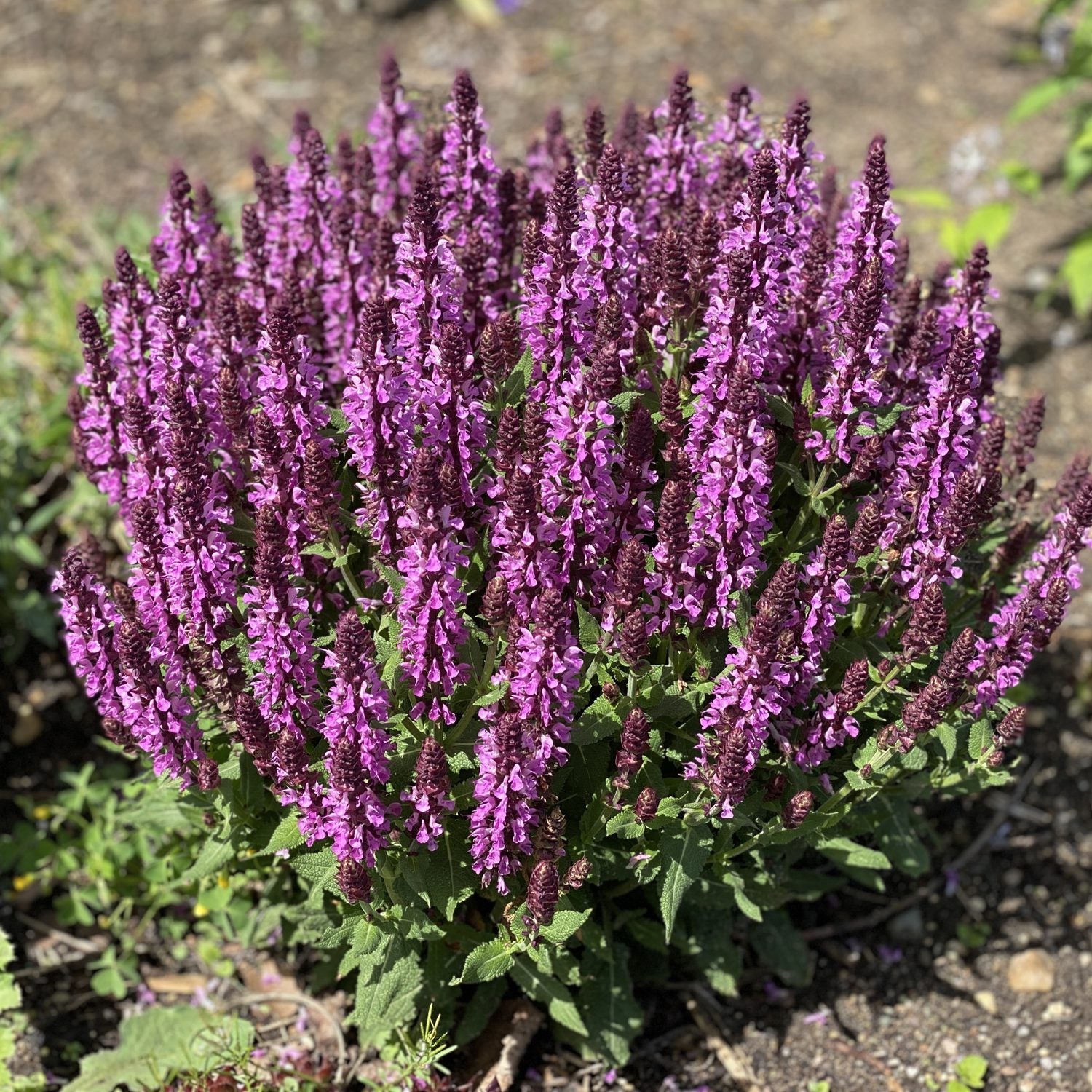 Pink Profusion' Perennial Salvia - Photo Property of Garden Crossings LLC