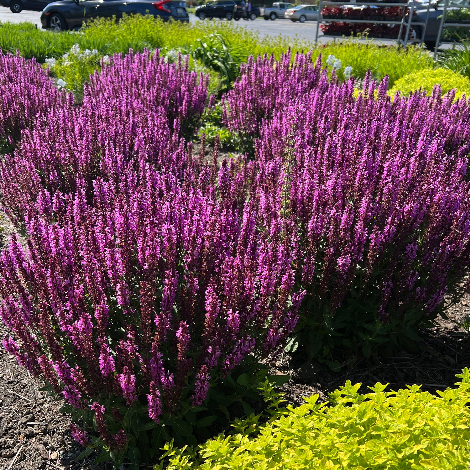 Pink Profusion' Perennial Salvia - Photo Property of Garden Crossings LLC