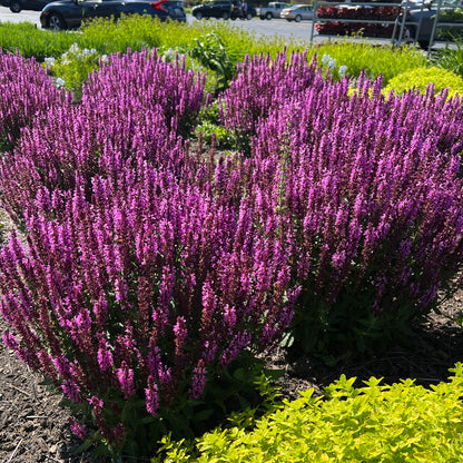 Pink Profusion' Perennial Salvia - Photo Property of Garden Crossings LLC