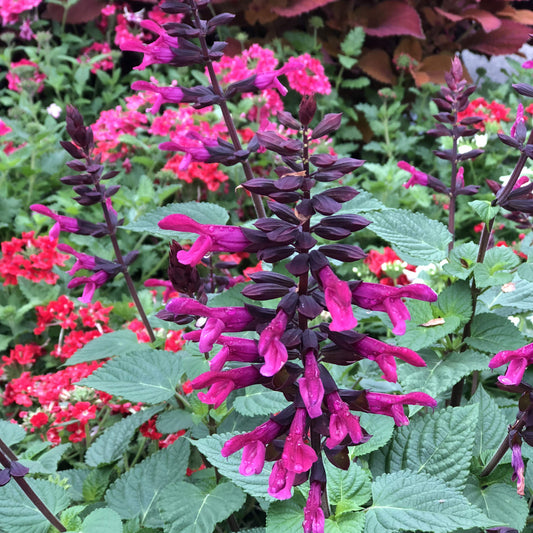 Rockin® Fuchsia Salvia - Photo Property of Garden Crossings LLC