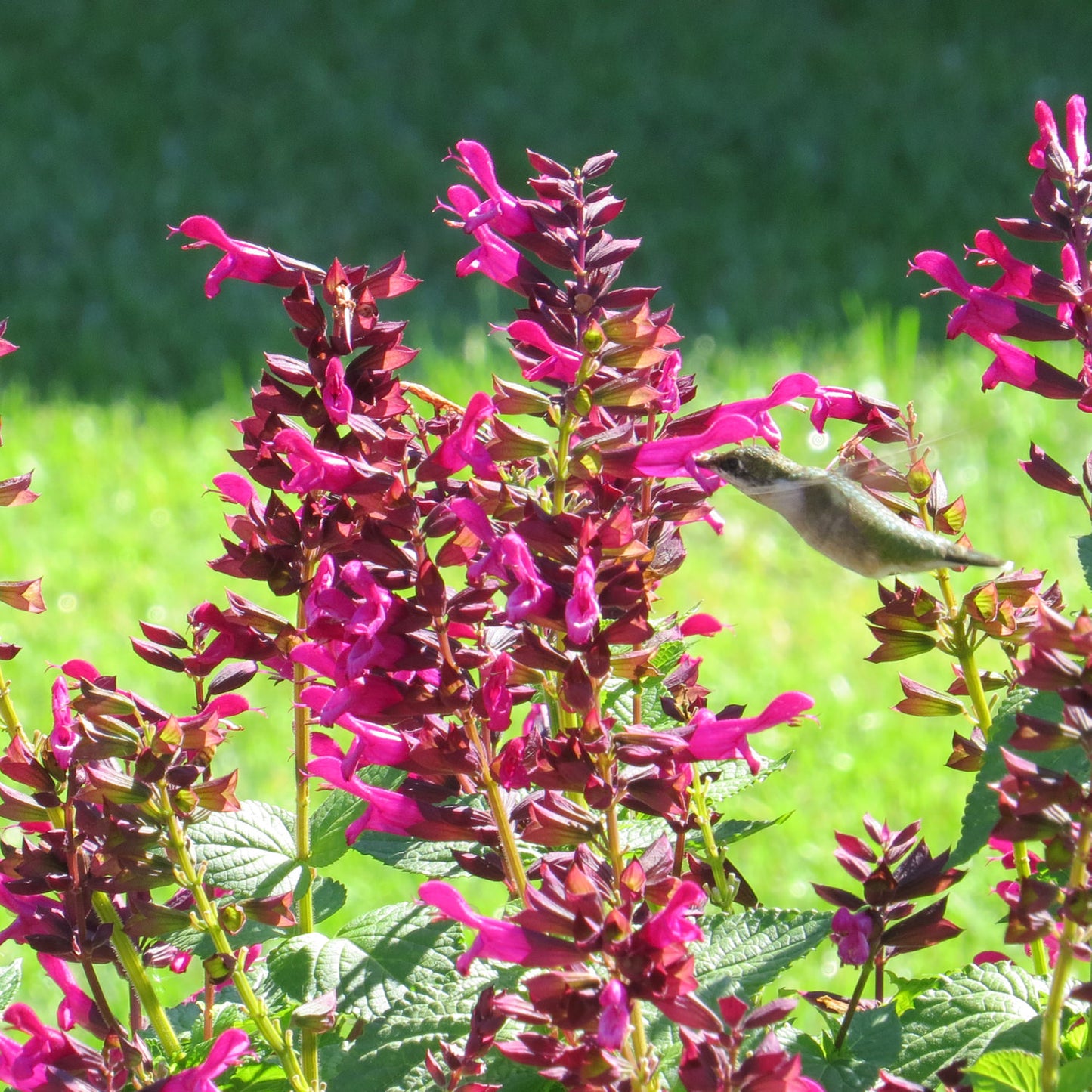 Rockin® Fuchsia Salvia - Photo Property of Garden Crossings LLC