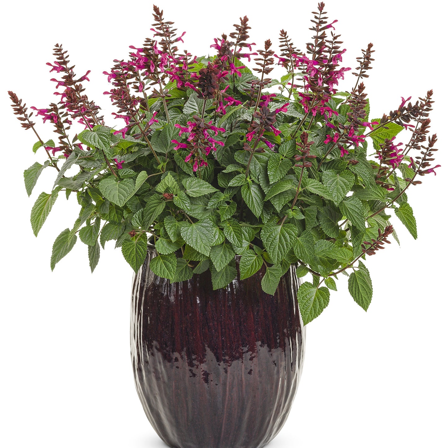 Rockin® Fuchsia Salvia - Photo Courtesy of Proven Winners, Inc.