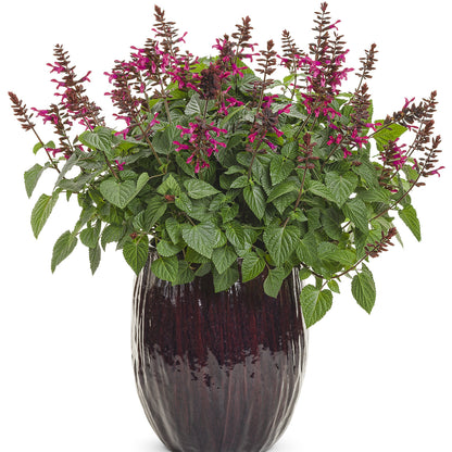 Rockin® Fuchsia Salvia - Photo Courtesy of Proven Winners, Inc.