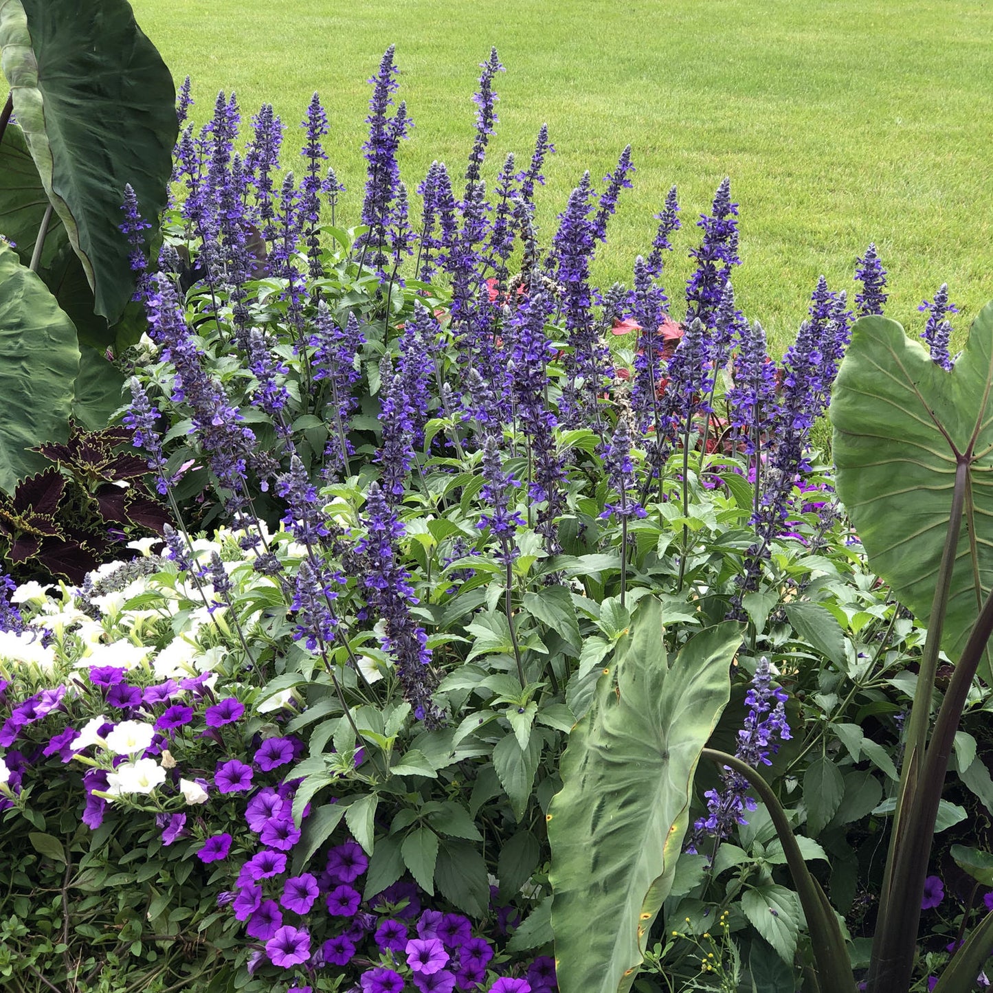 Unplugged® So Blue™ Salvia - Photo Property of Garden Crossings LLC