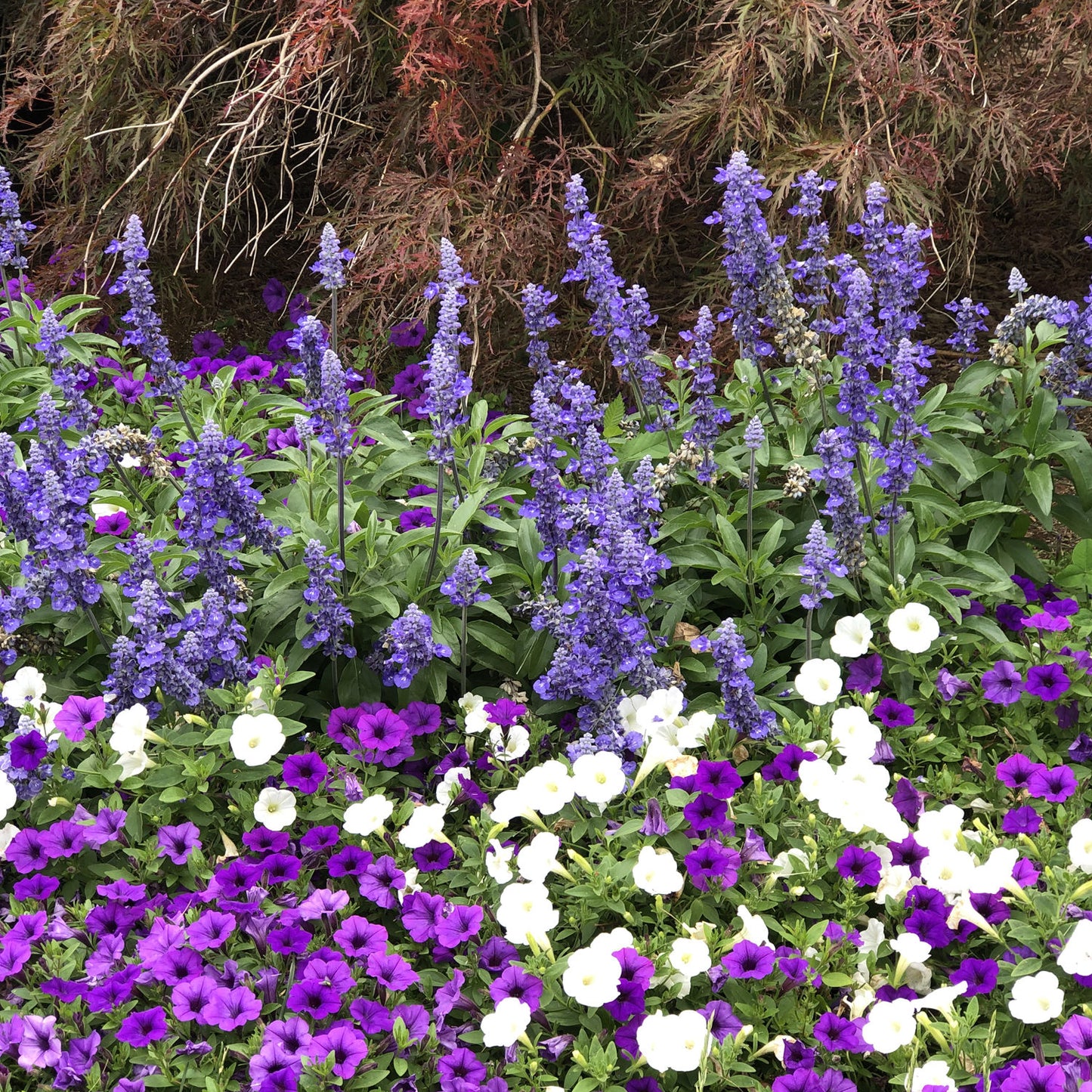Unplugged® So Blue™ Salvia - Photo Property of Garden Crossings LLC