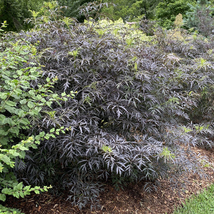 Black Lace® Elderberry (Sambucus) - Photo Property of Garden Crossings LLC
