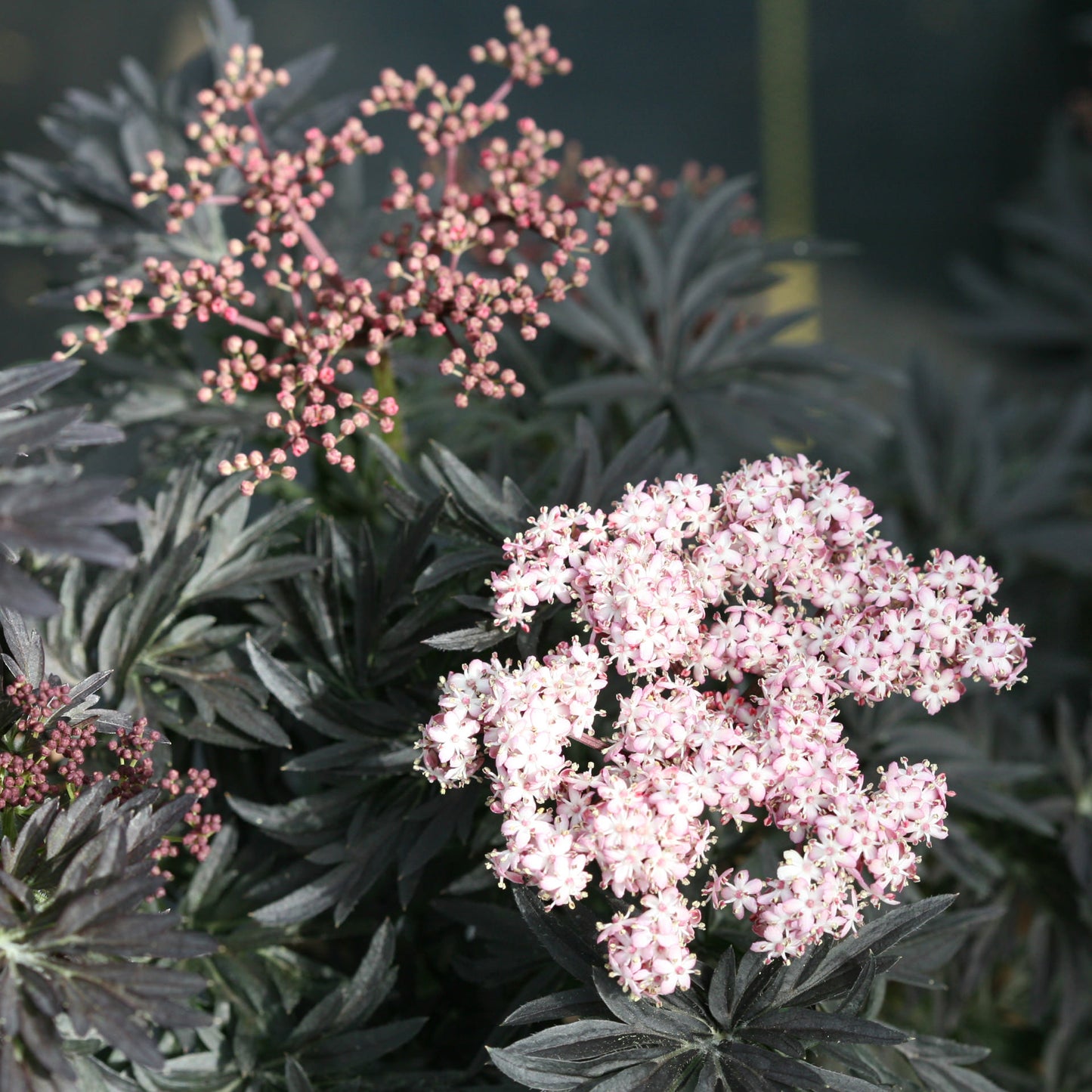 Laced Up® Elderberry (Sambucus) - Photo Courtesy of Proven Winners, Inc.