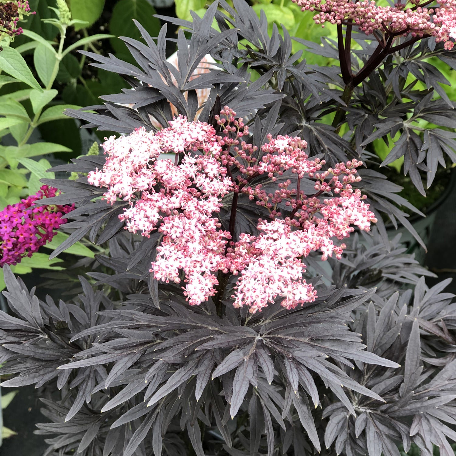 Laced Up® Elderberry (Sambucus) - Photo Property of Garden Crossings LLC