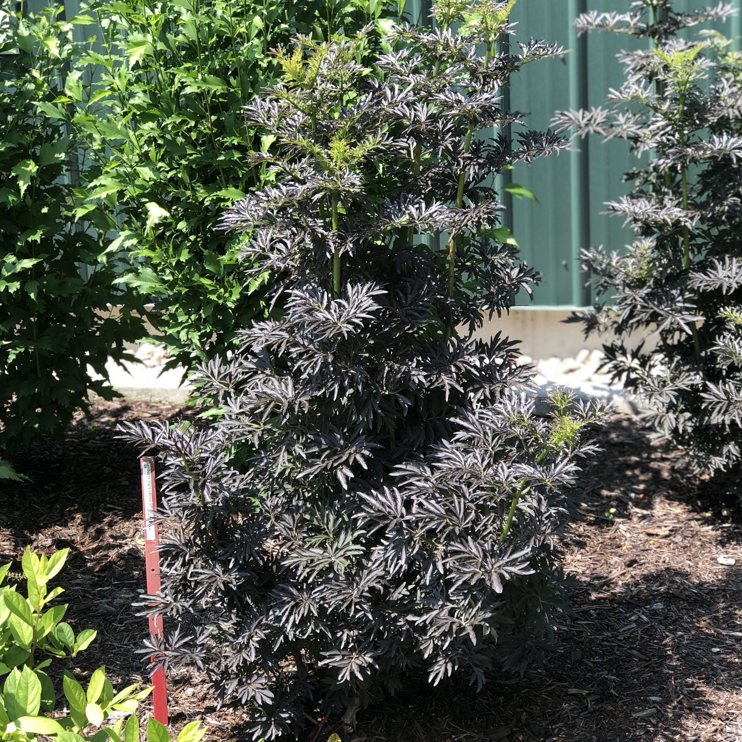 Laced Up® Elderberry (Sambucus) - Photo Property of Garden Crossings LLC