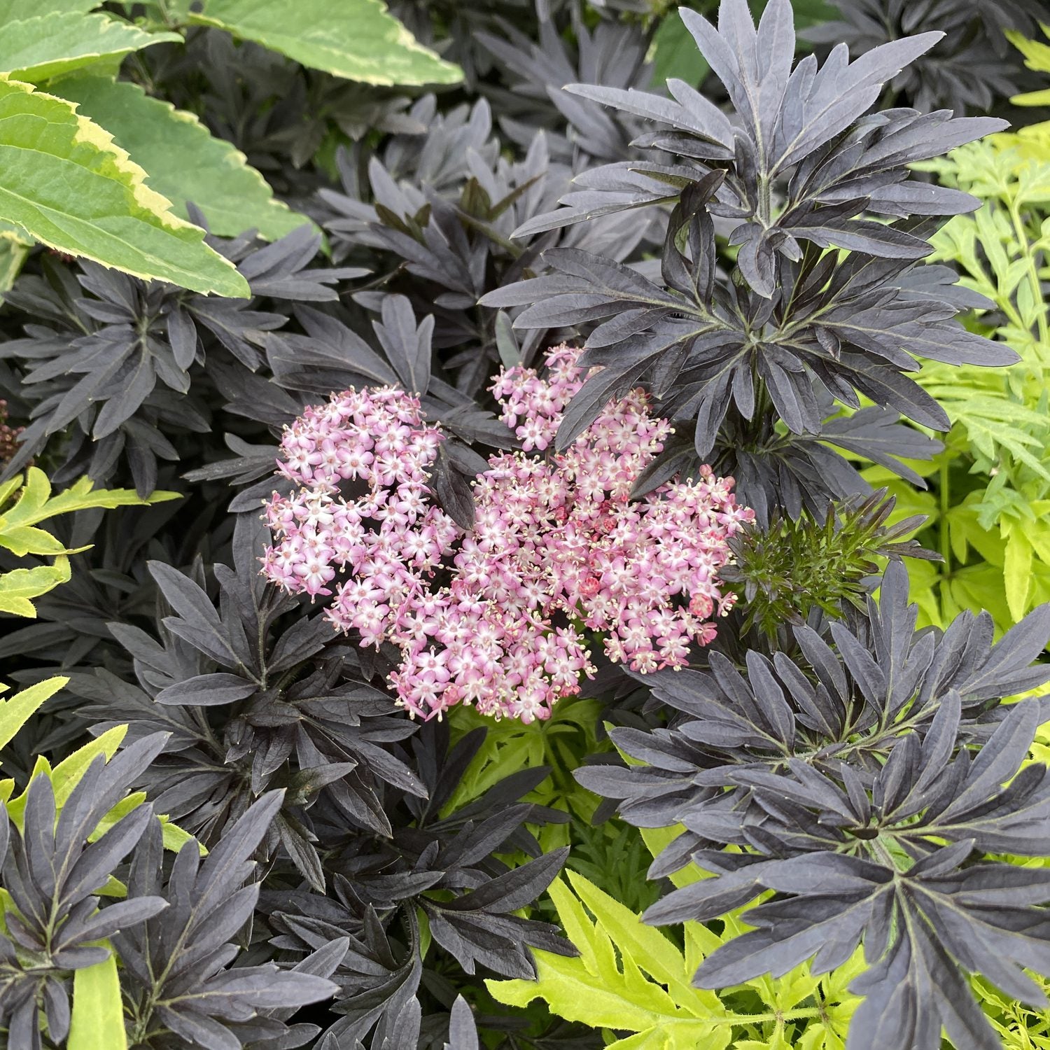 Laced Up® Elderberry (Sambucus) - Photo Property of Garden Crossings LLC