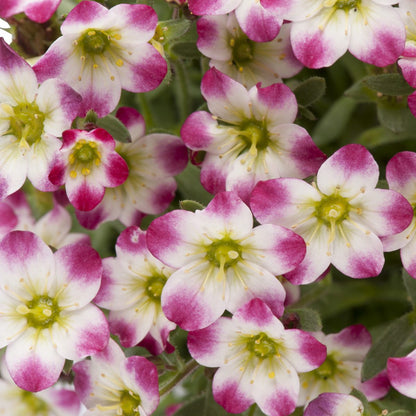 Close-up of Marto™ Red Picotee Rockfoil (Saxifraga) has small, five-petaled flowers with white centers, pinkish-purple edges, yellow-green eyes, and green foliage - Photo Courtesy of Ball Horticulture, Inc.