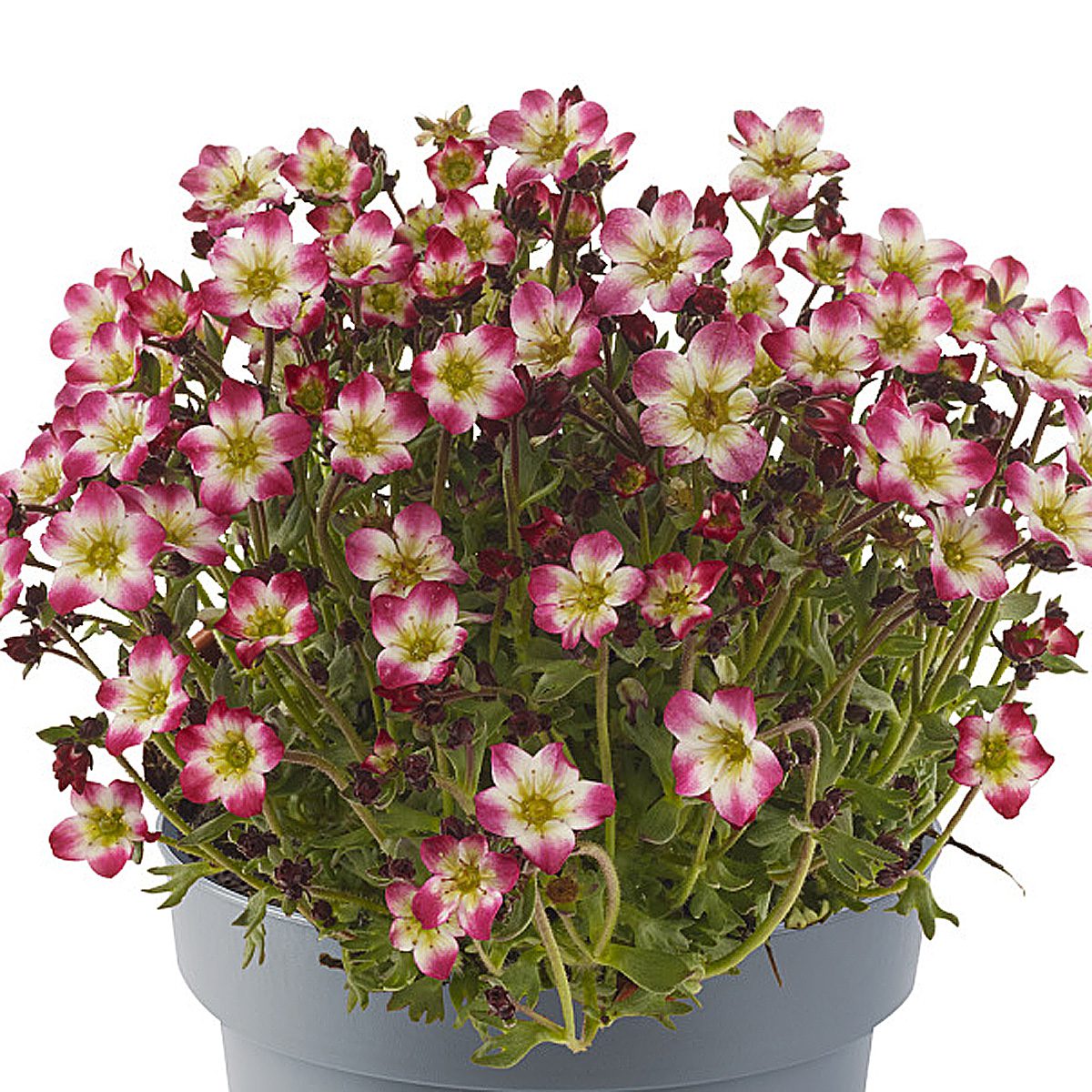 A gray pot displays lush green foliage and blooming Marto™ Red Picotee Rockfoil (Saxifraga) with pink and white flowers set against a white background - Photo Courtesy of Ball Horticulture, Inc. Decorative pot not included.