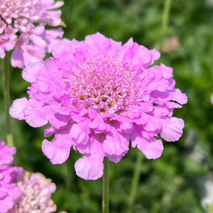 A close-up of Flutter™ Rose Pink Pincushion Flower (Scabiosa) in bloom shows its vibrant pink, ruffled petals and clustered center set against a soft green background - Photo Property of Garden Crossings LLC.