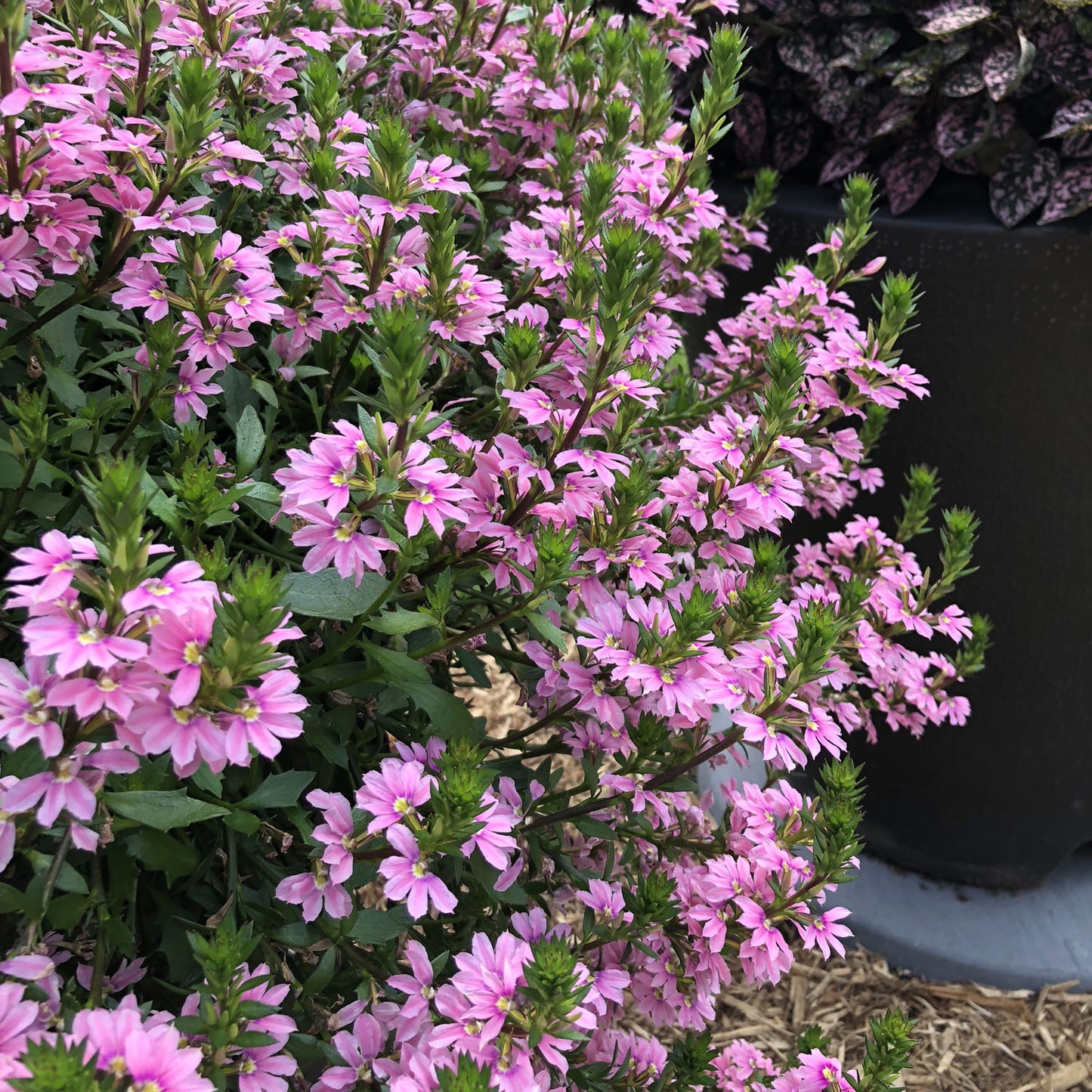 Whirlwind® Pink Fan Flower (Scaevola) - Photo Property of Garden Crossings LLC
