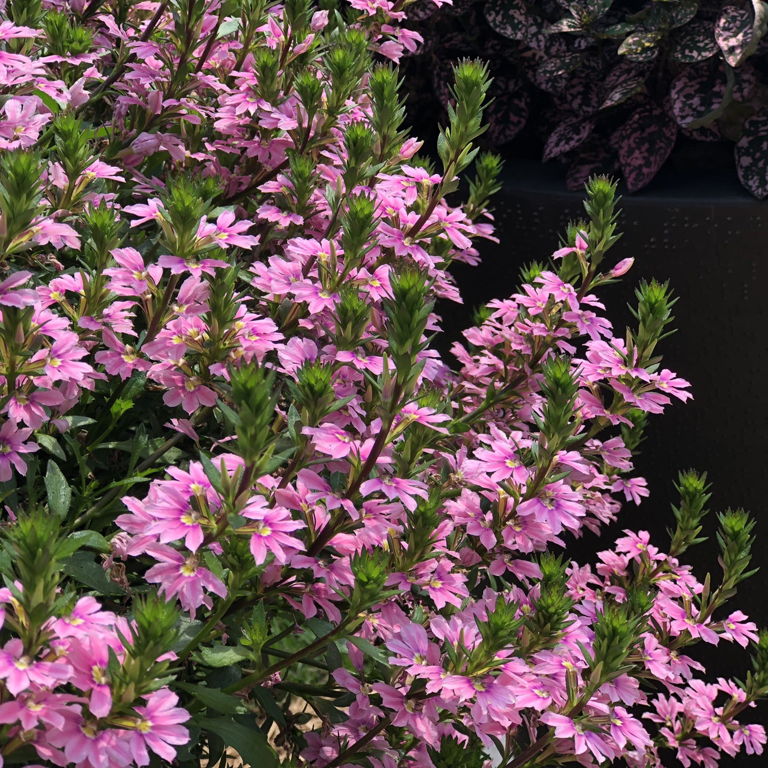 Whirlwind® Pink Fan Flower (Scaevola) - Photo Property of Garden Crossings LLC