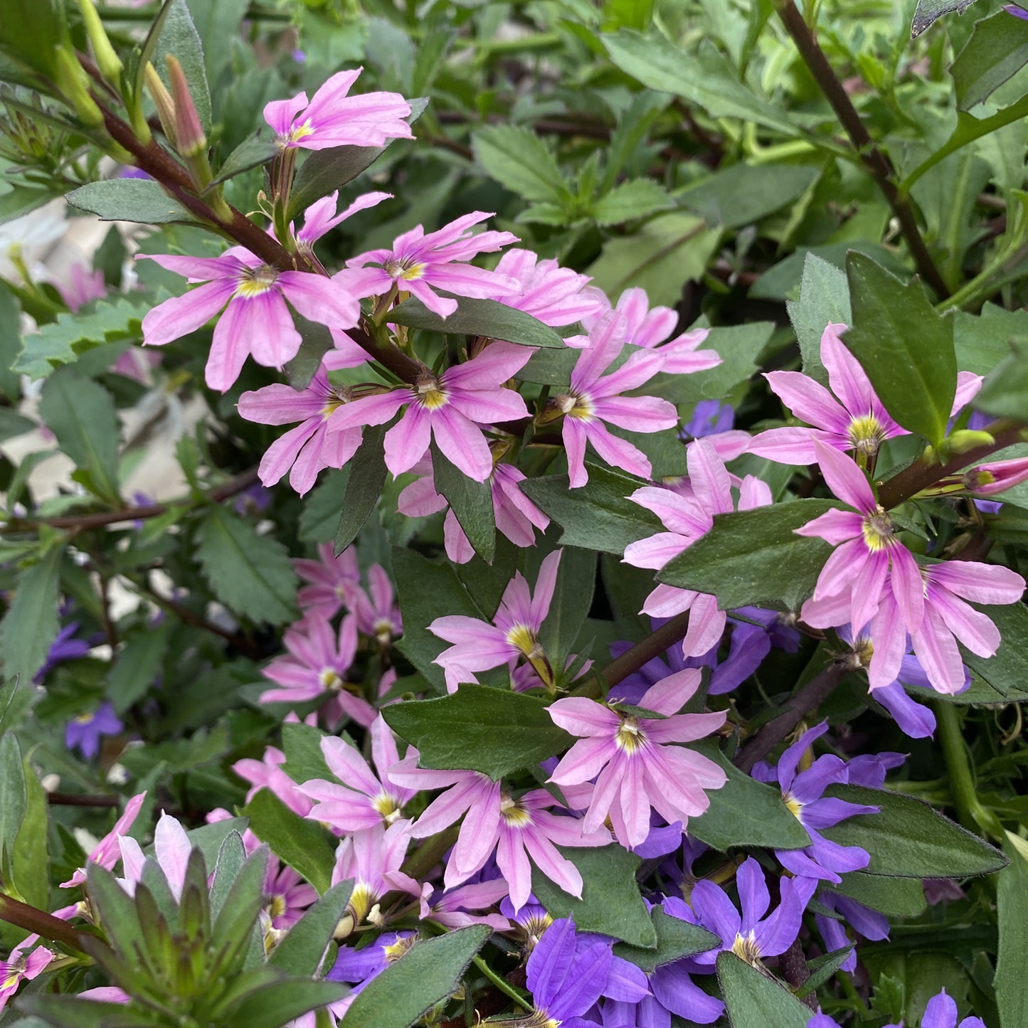 Whirlwind® Pink Fan Flower (Scaevola) - Photo Property of Garden Crossings LLC
