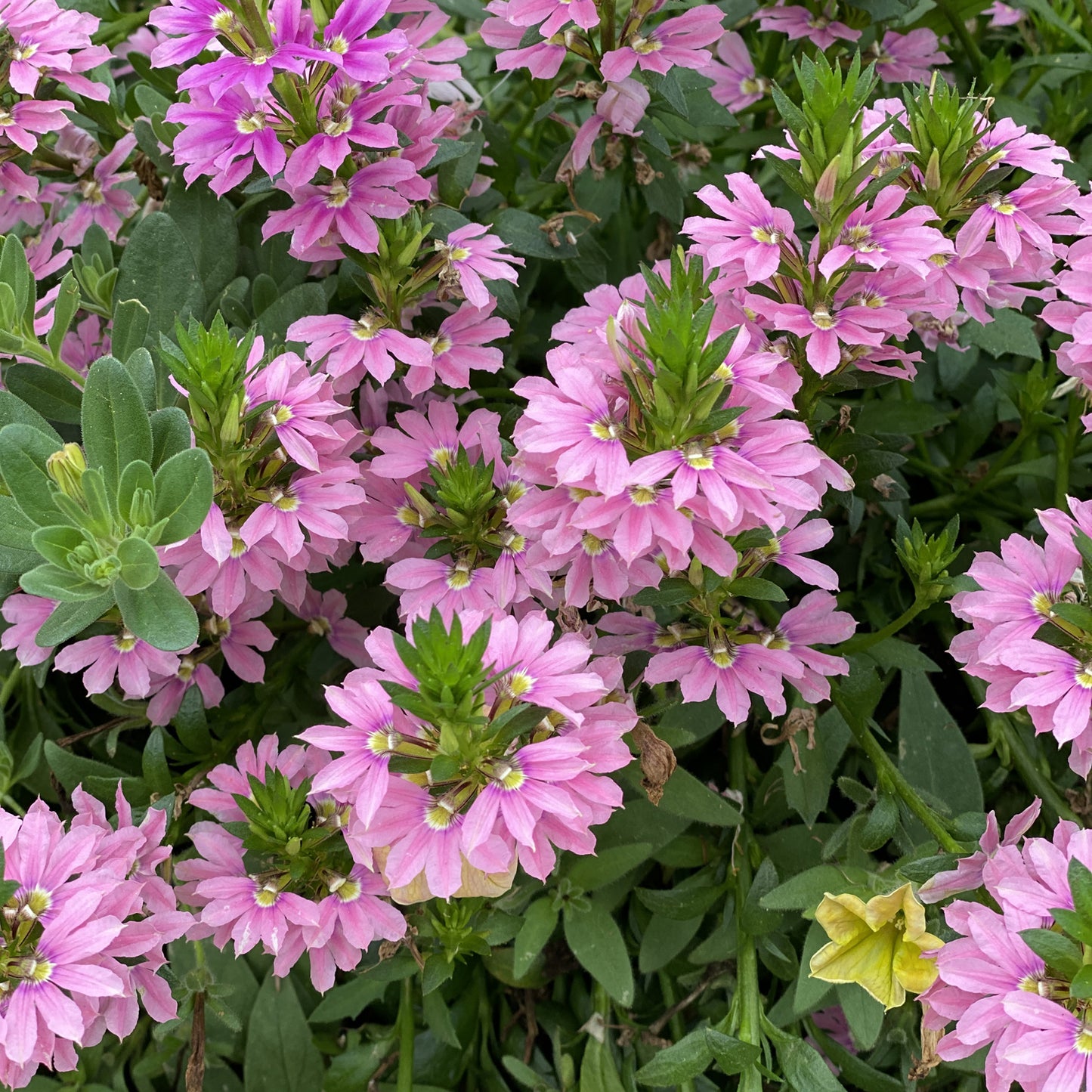 Whirlwind® Pink Fan Flower (Scaevola) - Photo Property of Garden Crossings LLC