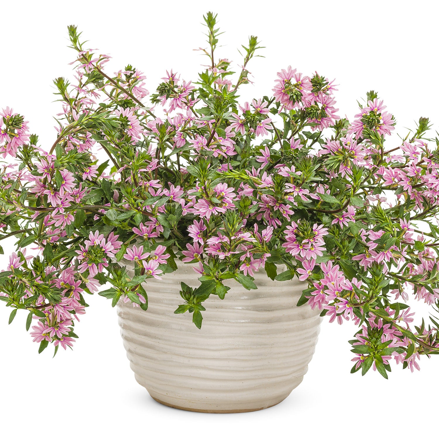 Whirlwind® Pink Fan Flower (Scaevola) - Photo Courtesy of Proven Winners, Inc.