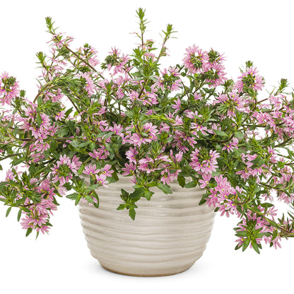 Whirlwind® Pink Fan Flower (Scaevola) - Photo Courtesy of Proven Winners, Inc.