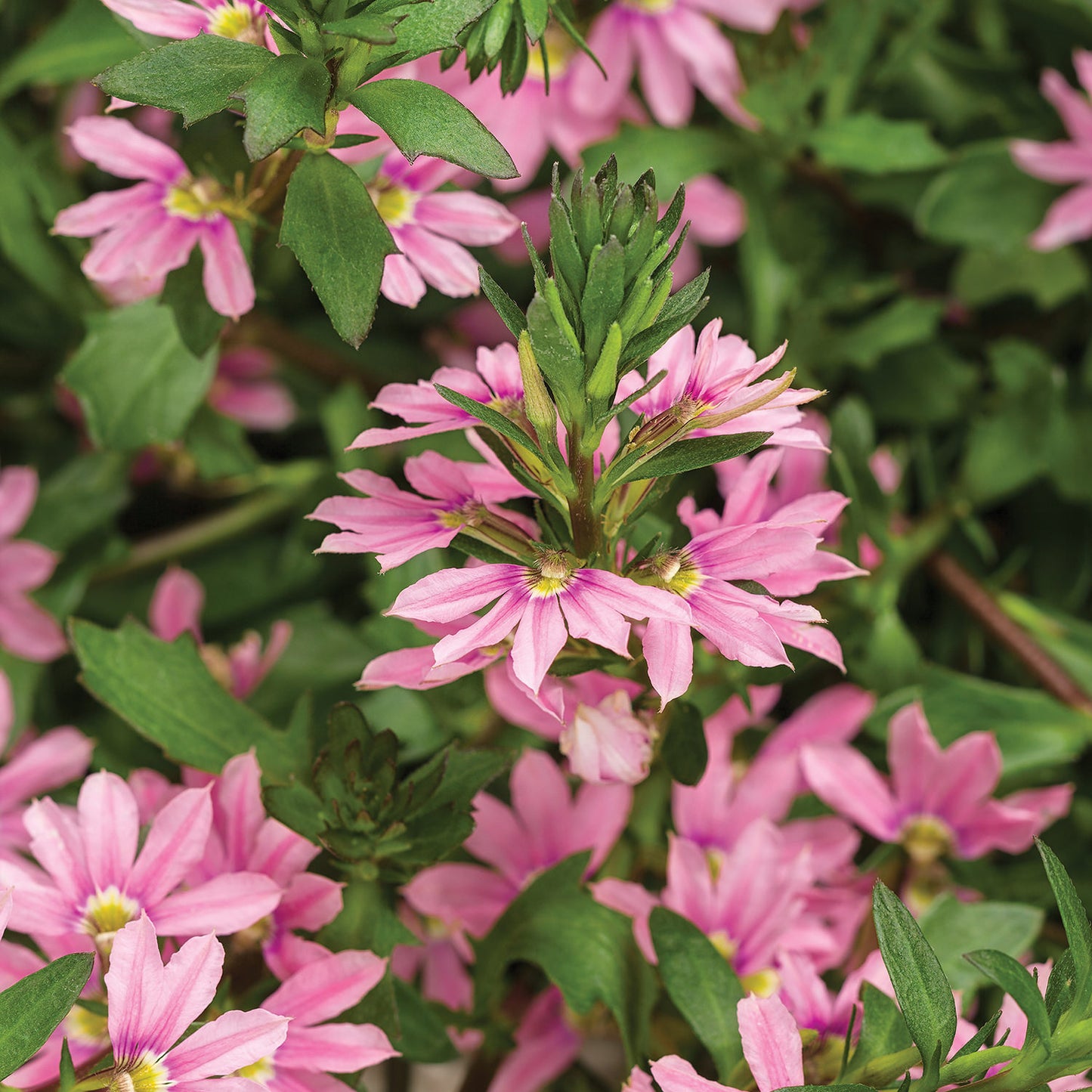 Whirlwind® Pink Fan Flower (Scaevola) - Photo Courtesy of Proven Winners, Inc.