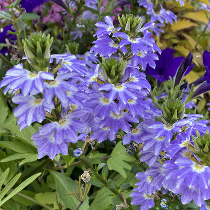 Whirlwind® Starlight™ Fan Flower (Scaevola) - Photo Property of Garden Crossings LLC