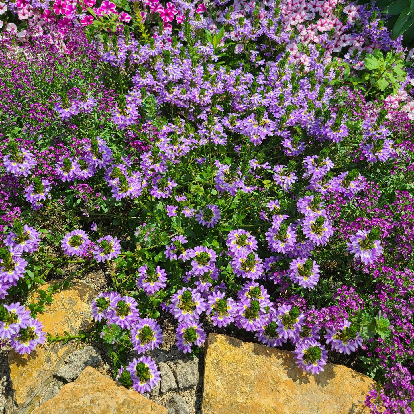 Whirlwind® Starlight™ Fan Flower (Scaevola) - Photo Property of Garden Crossings LLC