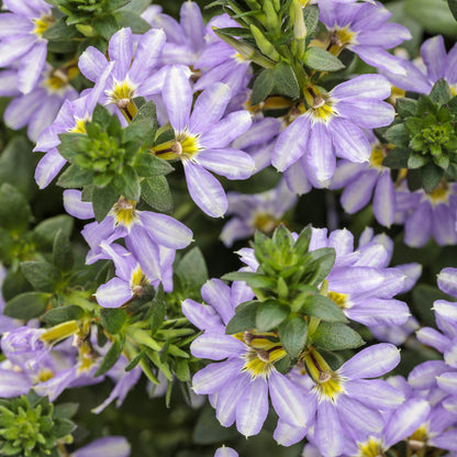 Whirlwind® Starlight™ Fan Flower (Scaevola) - Photo Courtesy of Proven Winners, Inc.