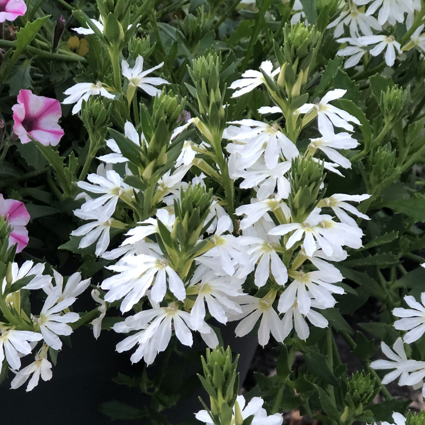 Whirlwind® White Fan Flower (Scaevola) - Photo Property of Garden Crossings LLC