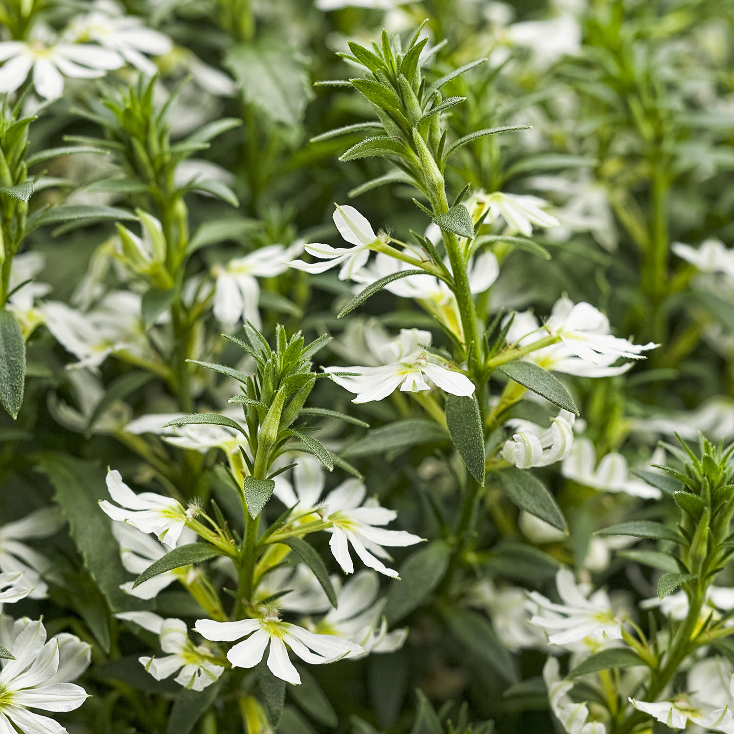 Whirlwind® White Fan Flower (Scaevola) - Photo Courtesy of Proven Winners, Inc.