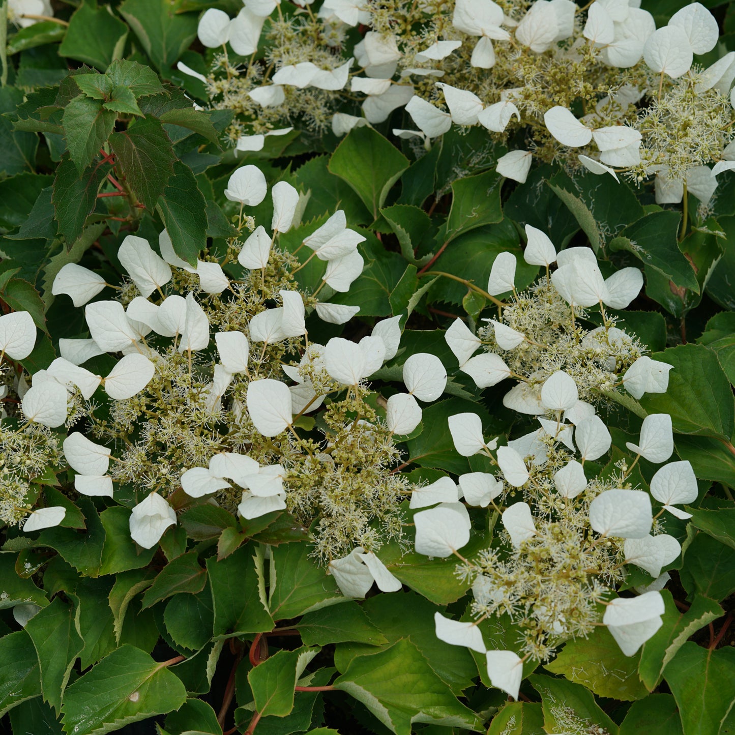 Flirty Girl® False Hydrangea Vine (Schizophragma) - Photo Courtesy of Proven Winners, Inc.